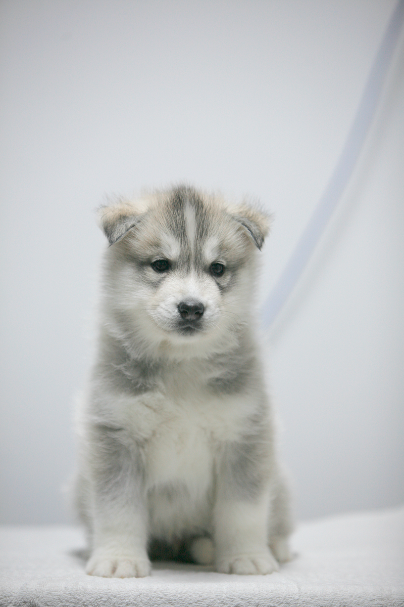 哈士奇犬